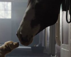 “Puppy Love” — follows the special friendship between the Clydesdales and a Labrador Retriever puppy