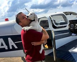 Army Veteran Flies Across America To Save More Than 700 Pets From Kill Shelters