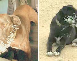 Abandoned Dog Found Crying On Road With Her Face Pierced In Porcupine Quills