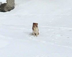 Abandoned Dog Is So Loyal That She Waited For Her Family In Freezing Cold For 5-Days