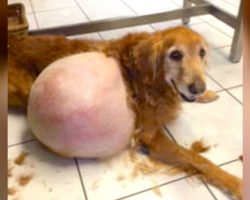 Abandoned Dog With 46-Lb Tumor Finally Had Heavy Burden Lifted Off His Shoulders