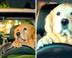 Adorable Papa Dog Drives Around In His Car Trying To Make His Puppy Fall Asleep