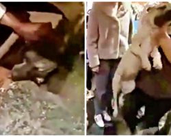 Angry Boutique Worker Hurls Defenseless Pup Across Room, Dog Lands On Head