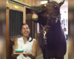 They Sing Happy Birthday To A Horse And He Blows Out His Birthday Candles!