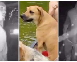 Criminals Break Into Couple’s Home And Viciously Murder Their Family Dog