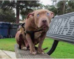 Blind Pit Tied To Bench Didn’t Know Where She Was Or Reason She Was Left There