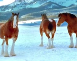Budweiser Clydesdale’s Decide To Have A Snowball Fight And Prove They Should Never Be Messed With In Snowball Fights