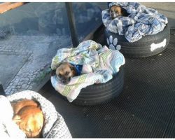 Bus Station Gives 3 Freezing Strays Shelter– And The Dogs Get Cozy In The Blankets
