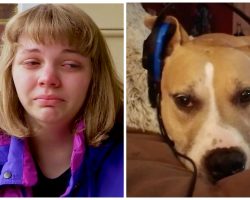 Dog-Mom Wants Answers After Cop Shoots Twice And Kills Her Pit Bull