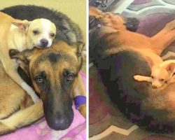 Chihuahua Nurses Sick Dog Back To Health, Heartbroken When They Take Him away