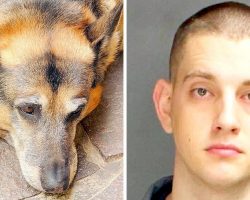 Cop Beats His Puppy With A Block Of Wood, Puppy Found Bleeding With Skin Tears