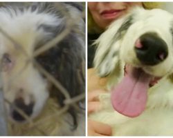 Greedy Breeders Force Blind Dachshund Living In Filth To Produce Puppies