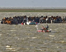 Heroic Women Saves 200 Horses Stranded On A Small Island Because Of A Storm