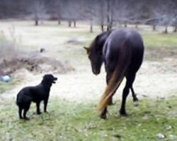 Horse And Dog Play Together