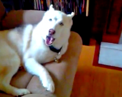 Defiant Husky Was Told To Get In His Kennel And Uses English To “Talk Back”