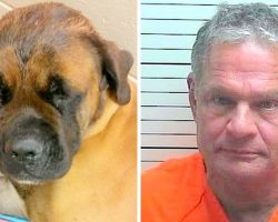 Doctor Hits Gentle Dog With Hammer & Shoots Him, Claims It Was In Self-Defense