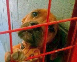 Dog Cried All Night As No One Picks Her & Shelter Shared Her Photo As A Last Resort
