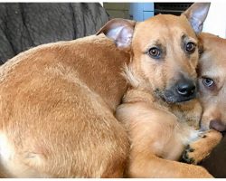 Dog Meets Her ‘Twin’ On A Walk, Convinces Her Owner To ADOPT Him – Now They’re Inseparable