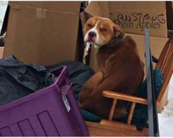 Dog Left Behind By Family Huddled In Trash Pile And Used Old Recliner For Warmth