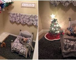 Dog-Mom Turns Closet Into Cozy A Bedroom For Her Spoiled Senior Chihuahua