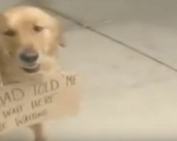 Dog Seen Outside Of Store With A Sign Around His Neck