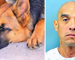 Man Ties Dog Behind His Pickup Truck & Drags Him To Death, Flees When Confronted