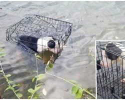 Sicko Tossed Pup’s Crate Into Freezing Lake, She Shuddered As Her Body Sunk Deeper