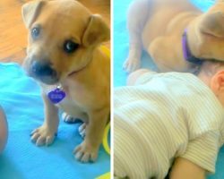 Dumped Puppy Doesn’t Know How To Lie Down & Keeps Tumbling, Finds Comfort In Baby