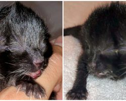 Kitten Born With 2 Faces Defies All Odds, Finds Perfect Person To Care For Her