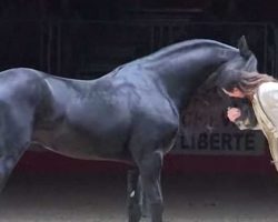 Man Dances With Three Friesian Stallions In Breathtaking Performance