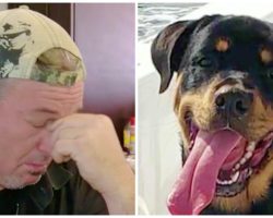 Puppy Callously Stolen By Lyft Driver, Owner Says Rottweiler Is In Danger