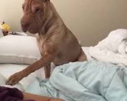 Polite Shar Pei Dog Gently Wakes Up Owner