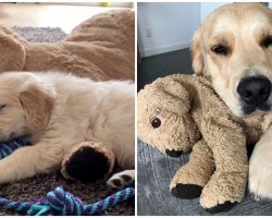 Golden Retriever Grew Up With Stuffed Animal And Refused To Go Anywhere Without It