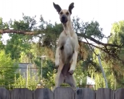 Great Dane Uses The Trampoline To Spy On The Neighbors