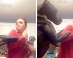 Great Dane Was Not Very Happy When Mom Got A New Puppy And Threw A Funny “Hissy-Fit”