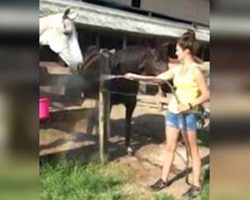 Horse Constantly Grabs Hose Back To Shower Himself