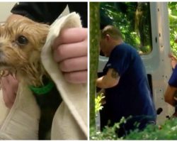 After Seizing Over 350 Dogs In 48 Hours, Shelter Vet Speaks Out For The Animals