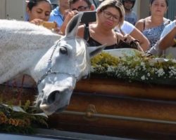 Horse Says Last Goodbye To Best Friend At His Funeral