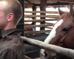 Man Tries Not To Laugh While Filming, But A Playful Horse Keeps Interrupting