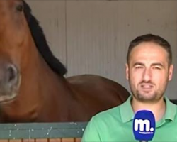 Horse Nudges, Nibbles, Bops And Playfully Pesters Reporter With Its Giant Head