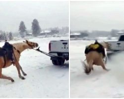 Man Ties Horse To Truck & Drags Him Down Road While Lady Films & Mocks Horse