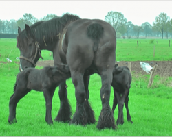 Belgian Draft Horse Gives Birth To Rare Twins And Shows Strong Family Bond