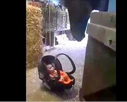 Mom Sets Her Tiny Baby Down, Horse Quickly Springs Into Action And Rocks The Baby