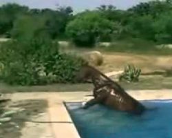 Horse Cools Off By Taking A Dip In The Pool