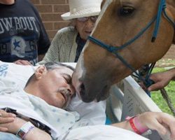 Horses Reunited With Dying Veteran