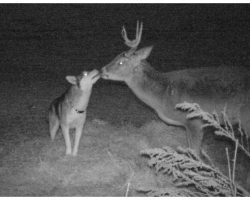 Hunter Snaps Heartwarming Photos Of Missing Dog Getting “Friendly” With A Wild Deer