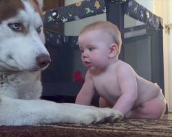 Husky Attempts To Act Tough With Baby, But Rolls Over With Joy When Baby Pets Him