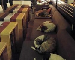 Instead Of Chasing Them Away, Coffee Shop Opens Its Doors To Stray Dogs Each Night