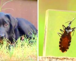 “Kissing Bug” Fatally Infecting Dogs & Killing Them Within Days, Owners Warned