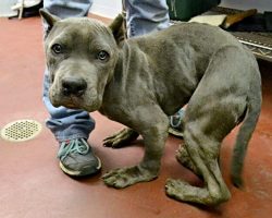 Imprisoned In Cramped Cage For 2 Years, His Body Grew Deformed From Hunching Over